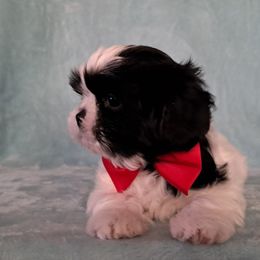 Wildfire - Black and white male Shih Tzu puppy in Silver Springs, Nevada from Meadowlyn's Dream Shih Tzu