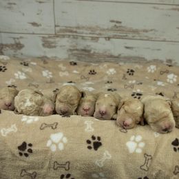 Goldendoodle Puppies from Deborah’s Doodles