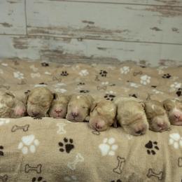 Goldendoodle Puppies from Deborah’s Doodles