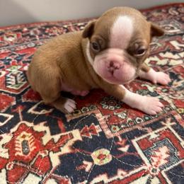 Luna - Red female Boston Terrier puppy in Richburg, South Carolina from Hidden Valley Bostons