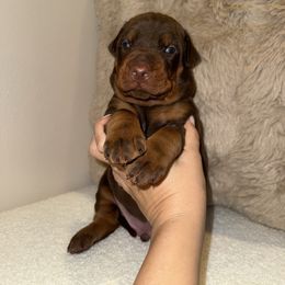 Alfalfa - Red and rust male Doberman Pinscher puppy in Wirtz, Virginia from Ludic Kennels
