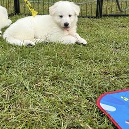 Orange boy - White male Berger Blanc Suisse puppy in Wilmington, North Carolina from Supernova Swiss Shepherds
