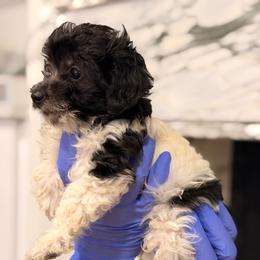 Girl-3 - Parti female Poodle puppy in Sn Bernrdno, California from JennieMiniPets
