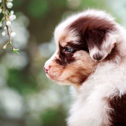 Australian Shepherds from Dream Aussies