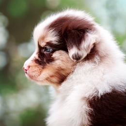 Australian Shepherds from Dream Aussies