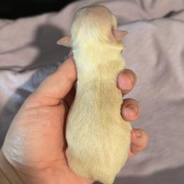 Donkey - Cream and white male Chihuahua puppy in Austin, Indiana from Dog Bones N Harmony