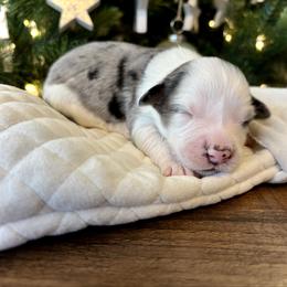Lucchese - Blue merle female Aussiedoodle puppy in Clara City, Minnesota from Good Shepherd Aussiedoodles