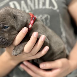 Great Dane Puppies from Blue Thunder Danes