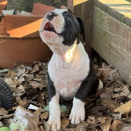 Boxer Puppies from House of boxers