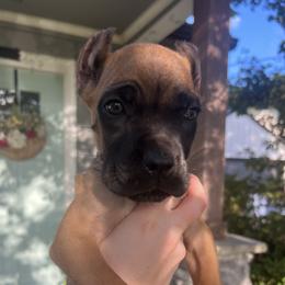 Silver Collar - Fawn male Cane Corso puppy in Kingsport, Tennessee from Gray Cane Corsos