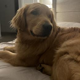 Grits - Golden Retriever