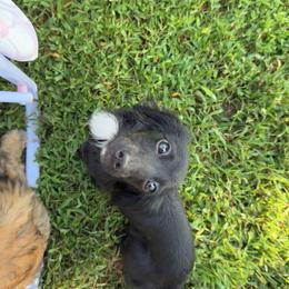 Pecan - Black female Dachshund puppy in Mountain Home, Arkansas from Furry Friends Kennel