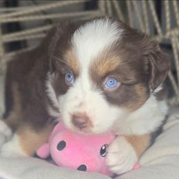 Rose - Red tri female Miniature Australian Shepherd puppy in Lincoln, California from Elegant Aussies