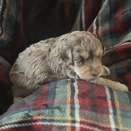 Jingles - Merle female Goldendoodle puppy in Waynesboro, Virginia from Forest Creek Kennel