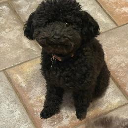 Poodle puppies from Ross Vegas Kennels