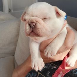 French Bulldog Puppies from Frenchie D'lite