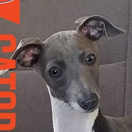Bluebelle - Italian Greyhound