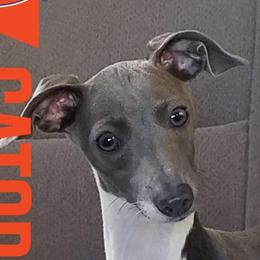 Bluebelle - Italian Greyhound