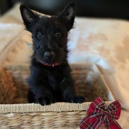 Red Collar Female - Black female Scottish Terrier puppy in Eva, Alabama from Schulte's  Scottish Terriers