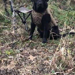 Labrador Retriever All Grown Up from Royal Ridge Labs
