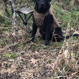 Labrador Retriever All Grown Up from Royal Ridge Labs