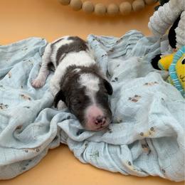 Rhett - Gray and white male Sheepadoodle puppy in Willacoochee, Georgia from Kitandkboodle's Doodles