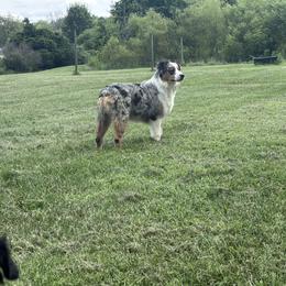 Australian Shepherd Puppies from OakHaven Acres Aussies