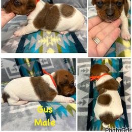 Gus - White and sable male Teddy Roosevelt Terrier puppy in Farmersville, Texas from The Oasis Teddy Roosevelt Terriers
