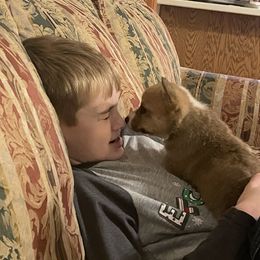 Karakachan and Pembroke Welsh Corgi Puppies from Rock Solid Ranch