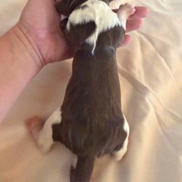 Girl 3 - Liver and white female English Springer Spaniel puppy in Wells, Vermont from Everyday Sunshine Springers