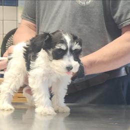 Nora - Parti female Miniature Schnauzer puppy in Ferndale, Washington from Blackhorse Schnauzers Washington state