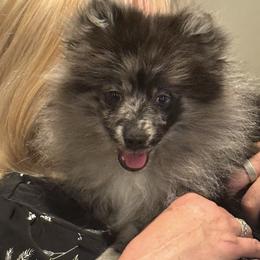 Waylon ( Jennings ) - Blue merle male Pomeranian puppy in Jackson, New Jersey from Peapod Pomeranians