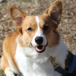 Paisley - Pembroke Welsh Corgi