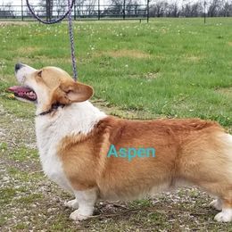 Aspen - Pembroke Welsh Corgi