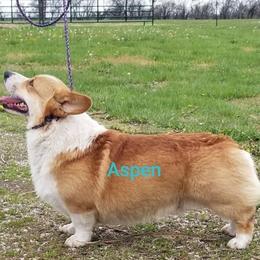 Aspen - Pembroke Welsh Corgi