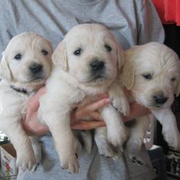 Perfect Peace Goldens breeder of Golden Retriever