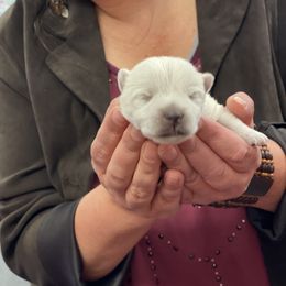 Girl 1 - White West Highland White Terrier puppy in Blue Hill, Nebraska from BlueBelle's Canine Companions