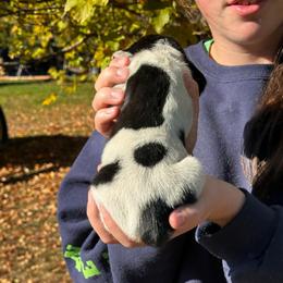 Female 4 - Black brown and white female Basset Hound puppy in Lindley, New York from Hill Top Basset Hounds & Cane Corso