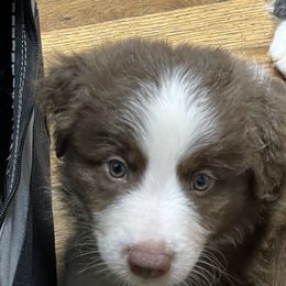 Australian Shepherd Puppies from Elliott’s Aussies