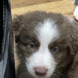Australian Shepherd Puppies from Elliott’s Aussies