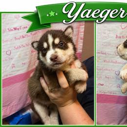 Yaeger - Red and white male Siberian Husky puppy in Lakeland, Florida from Ice Blue Legacy Siberians Huskies