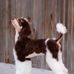 Elliot - Poodle