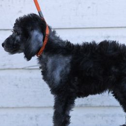 Boy 2 - Blue male Bedlington Terrier puppy in Columbus, Ohio from Three Silo Bedlington Terriers