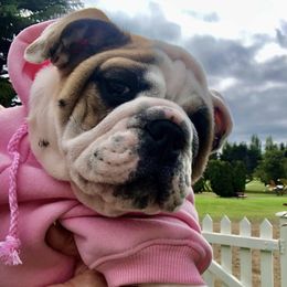 Bulldog Puppies from Farm Strong Bulldogs