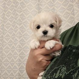 Female 5 - White and lemon female Maltese puppy in Fresno, California from Soua's Pups