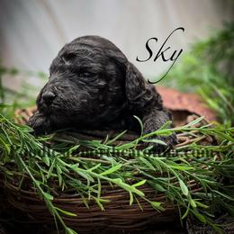 Sky - Silver female Poodle puppy in Greenville, North Carolina from Grace Poodles
