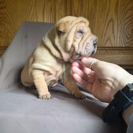 Hulk - Fawn male Chinese Shar-Pei puppy in Ste. Marie, Illinois from JoShel’s Silver Lined Wrinkles and Tails