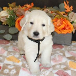Cody - Golden Retriever puppy from Sierra View English Creams