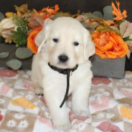 Cody - Golden Retriever puppy from Sierra View English Creams