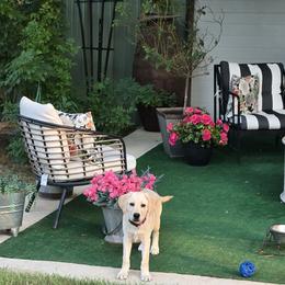 Girl 1 - Yellow female Labrador Retriever puppy in La Vernia/San Antonio, Texas from Allure Ranch Labrador Retriever's